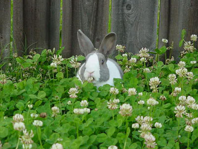 Pewter Lang nibbling on clover in the gardens of her Pearland estate