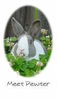 Read about Pewter and other rabbits we've helped...